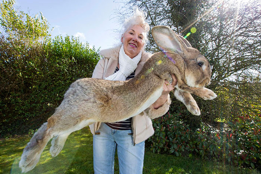 mosaico conferencia taller Reportan muerte de cría del conejo más grande del mundo en vuelo del United  Airlines